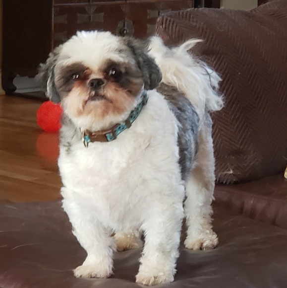 ๐Toys!  Need more toys!๐๐๐๐ - Picture 2 of 6